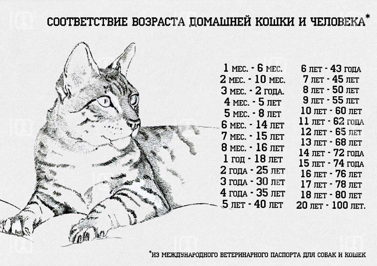 Как продлить жизнь кошки и сколько лет в среднем живут кошки в домашних условиях Влияет ли порода на продолжительность жизни кота
