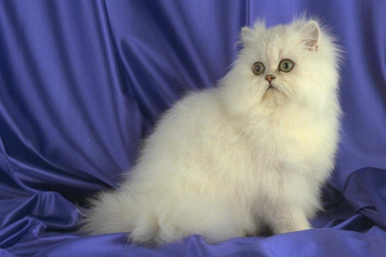Породы больших кошек:  топ 13 с фото и описанием