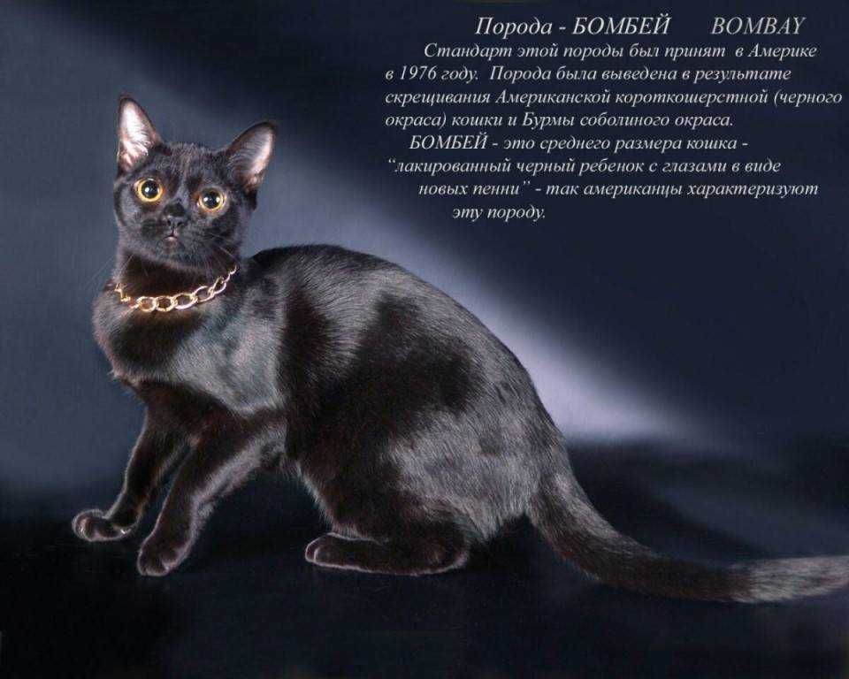 ᐉ как выбрать кошку по характеру? - ➡ motildazoo.ru