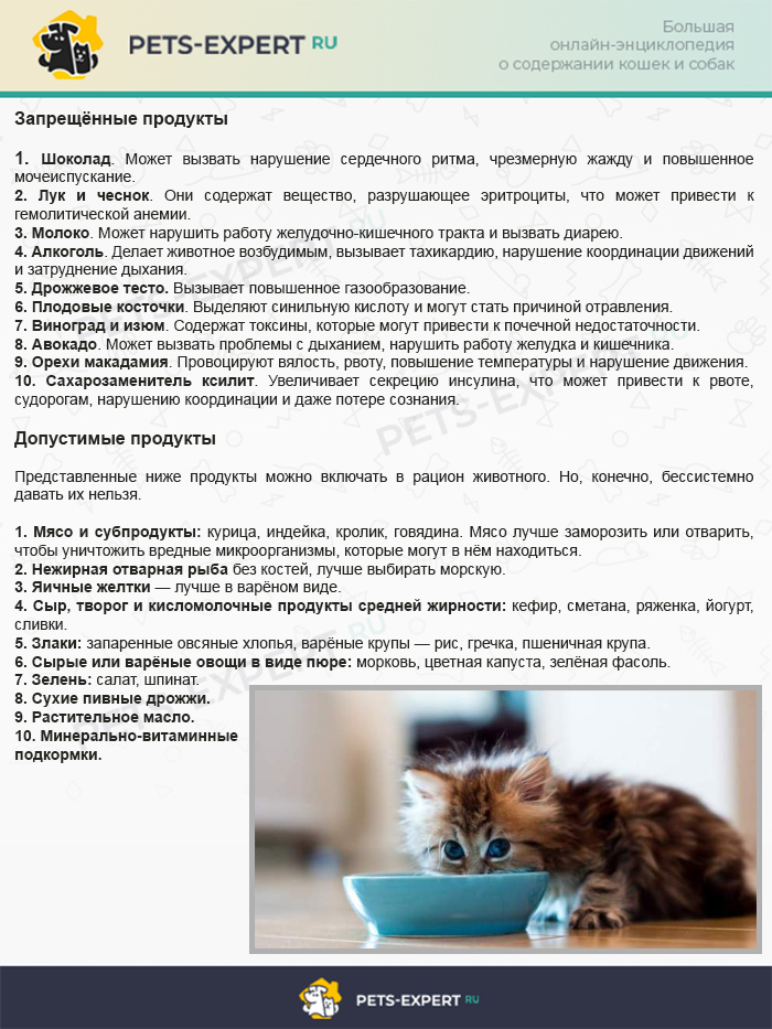 Отравление у кошек: симптомы и лечение