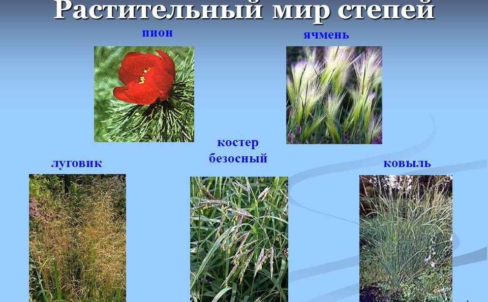 Растения степной зоны россии