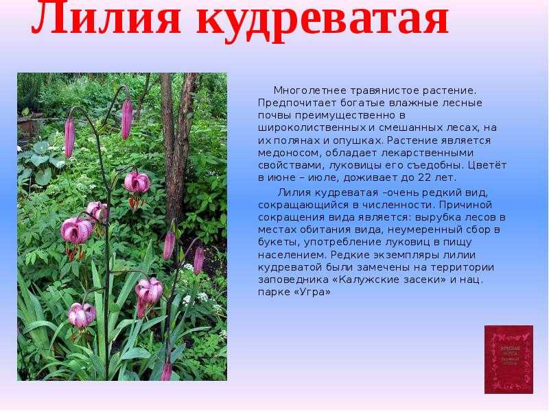 Самые редкие растения россии