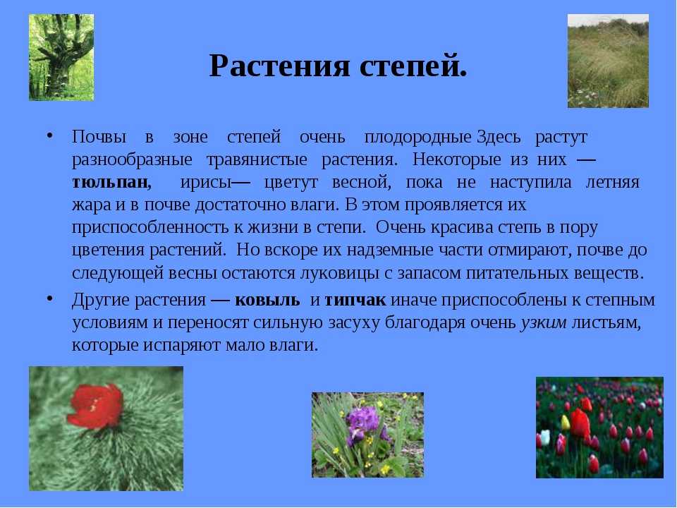 Растения степной зоны: фото и названия. какие растения растут в степной зоне — названия, фото и характеристика