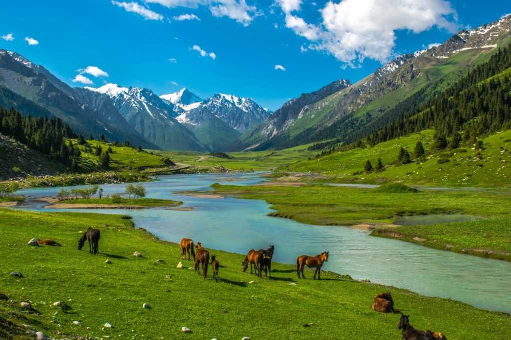 Животные казахстана. описание, названия и особенности животных казахстана | животный мир