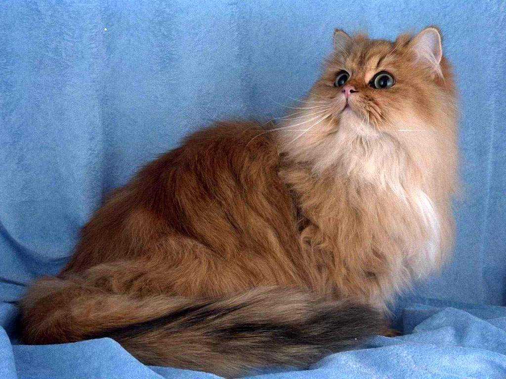 Пушистые кошки: породы, названия и характеристика