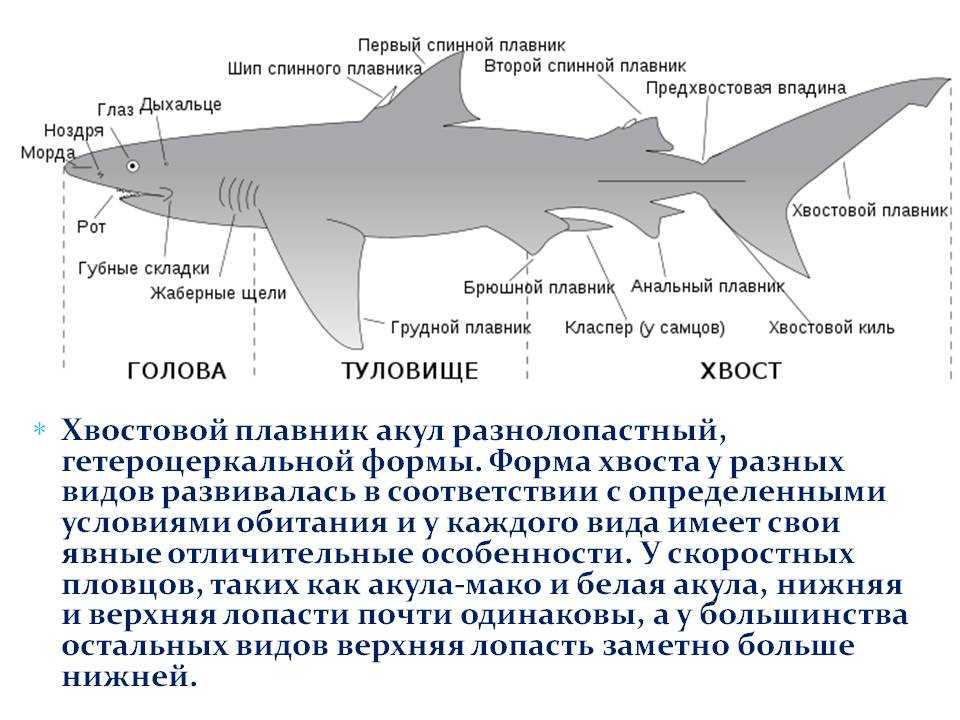Белая акула: размеры и вес, физические данные, характеристика и классификация