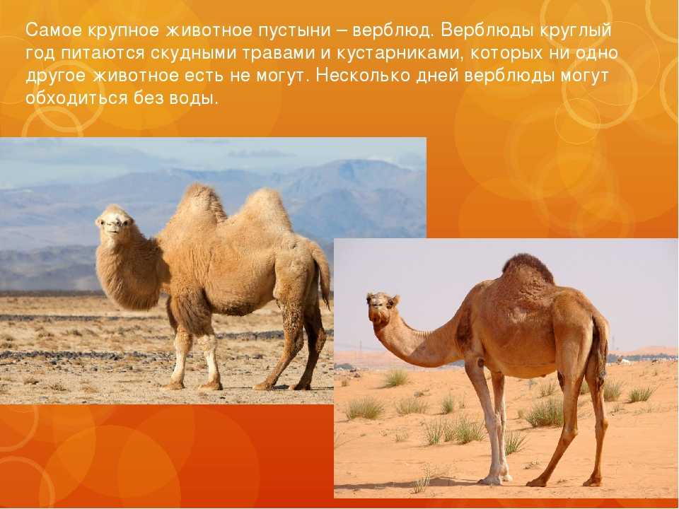 44 загадки про верблюда: изучаем животных весело