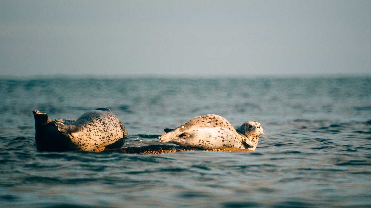 Сихотэ алинский заповедник морские котики. Нерпы ларги в Приморье. Мыс Северный и лежбище тюленей Ларга. One Seal in far.