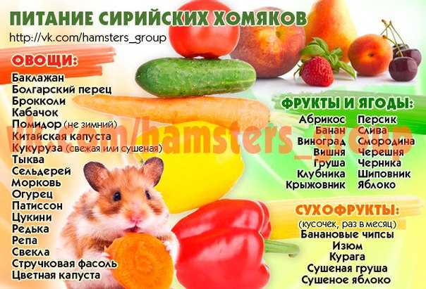 Овощи для хомяка, какие овощи можно давать есть хомяку