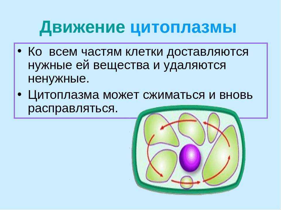 Все о цитоплазме клетки: химический состав, физическая структура и строение, основные функции | tvercult.ru