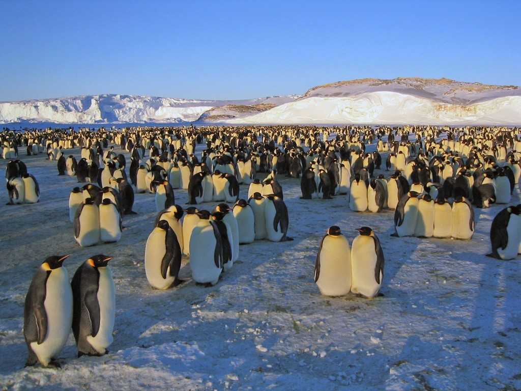 Почему пингвины не мерзнут в холодной воде? - места и названия
