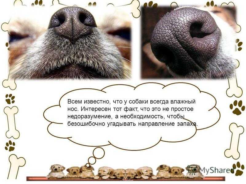 10 причин сухого носа у собаки