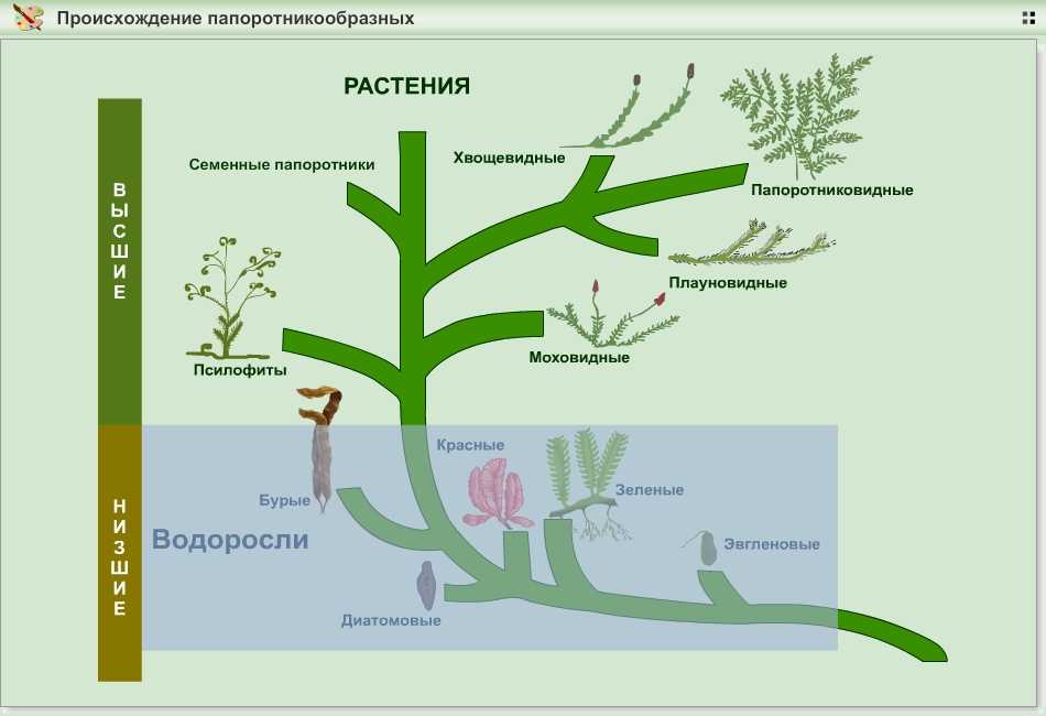 Растительное происхождение биологическая. Систематика и Эволюция растений. Дерево эволюции растений. Таксономическое Древо растений. Эволюционное дерево растений.
