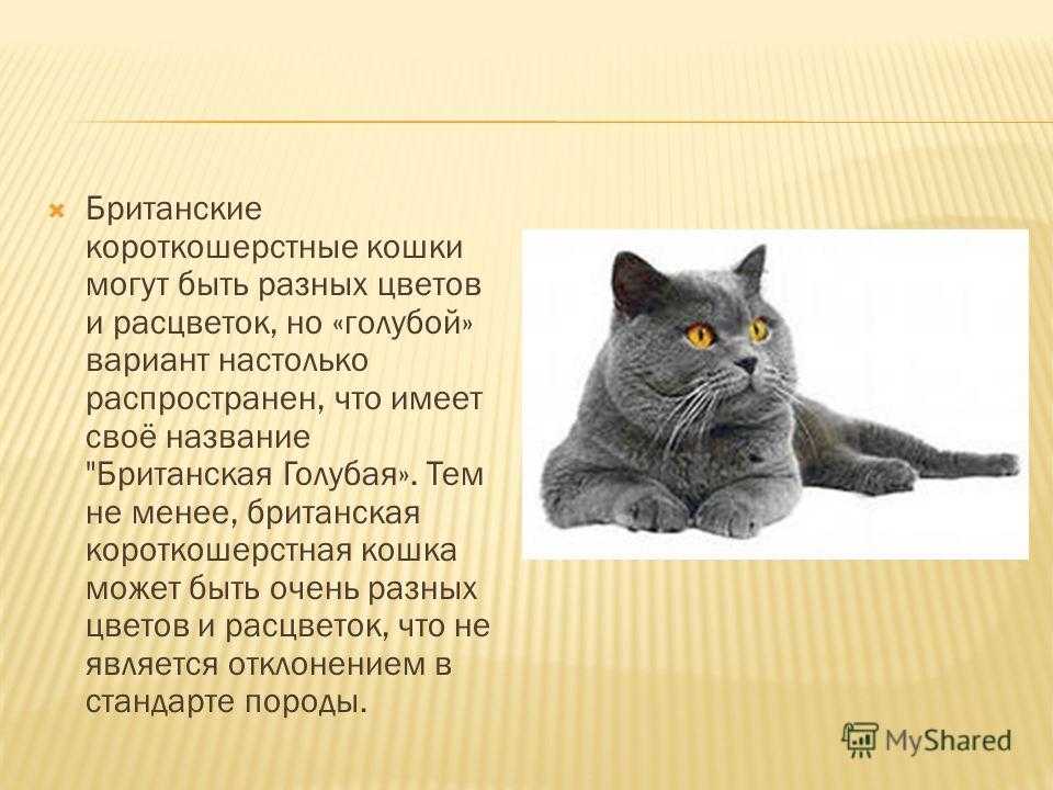 Серый кот: чем привлекает, популярные породы, особенности характера, приметы про серых котов