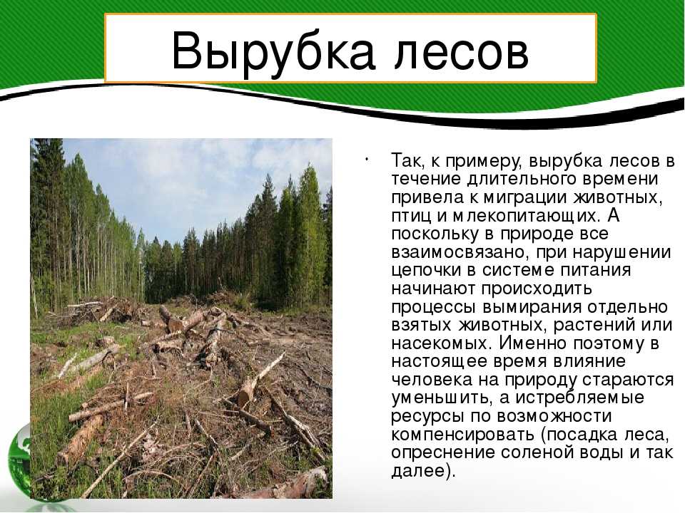 Группы и категории лесов - особенности, характеристики и описание