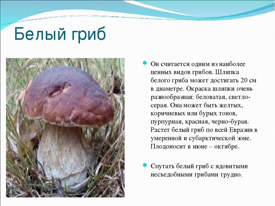 Доклад-сообщение про грибы — природа мира