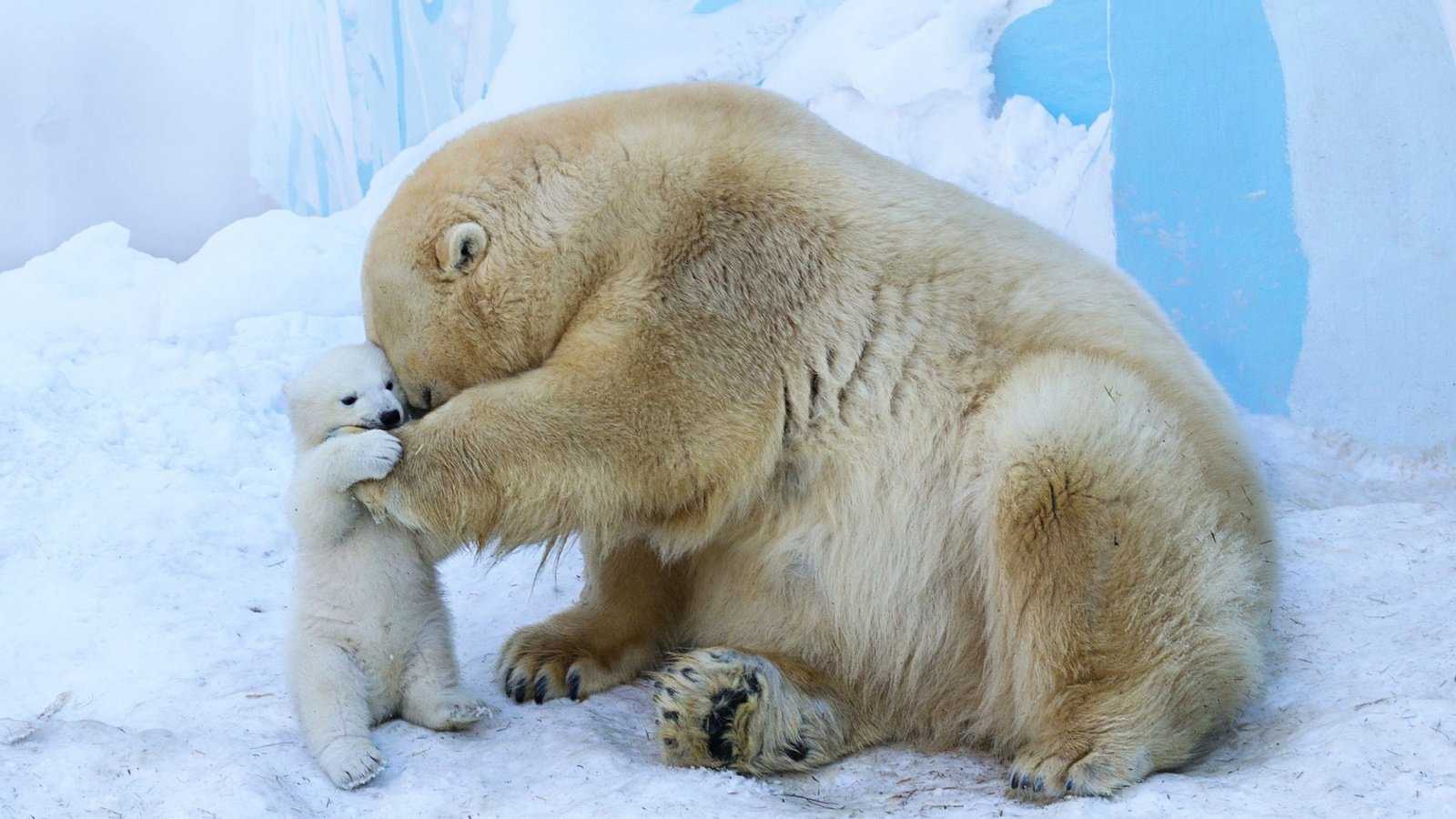Белый медведь (ursus maritimus): фото, интересные факты