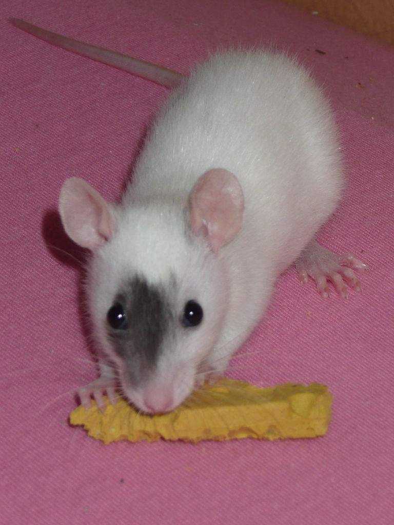 Чем нельзя кормить крысу в домашних условиях, список продуктов