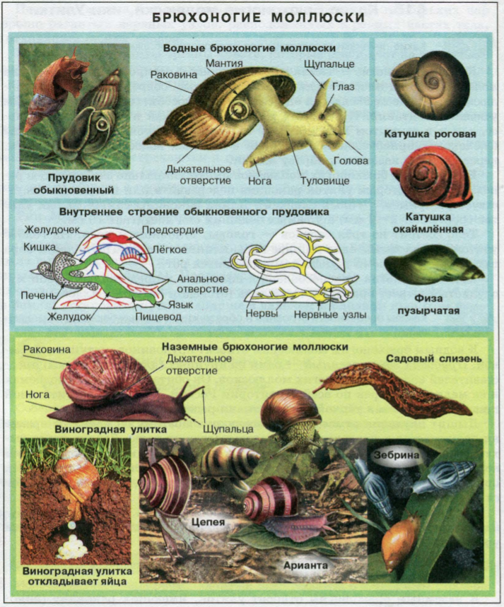 Интересная информация о брюхоногих моллюсках. моллюски — интересные факты