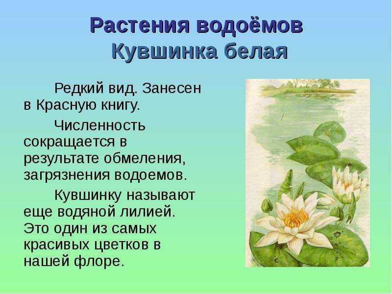 Растения, занесенные в красную книгу россии: описание и фото
