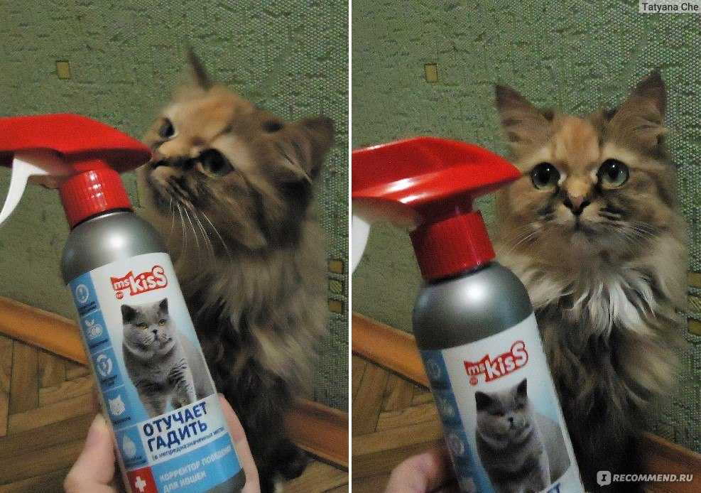Как отвадить кошек от участка? какой запах не любят кошки? отпугиватель кошек
