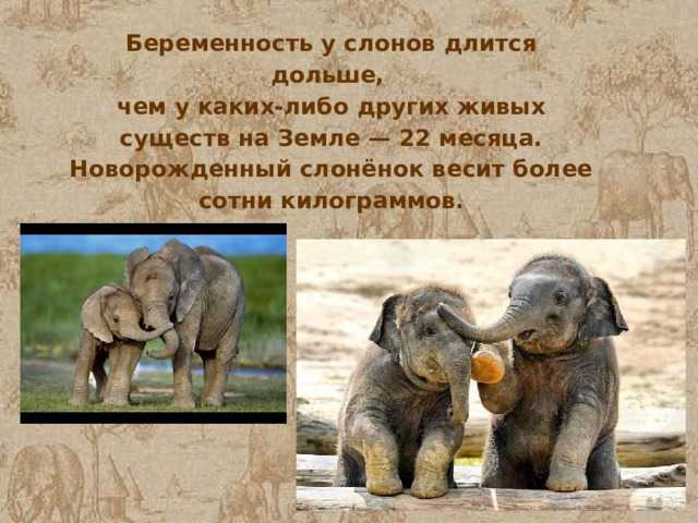 Интересные факты о слонах :: инфониак