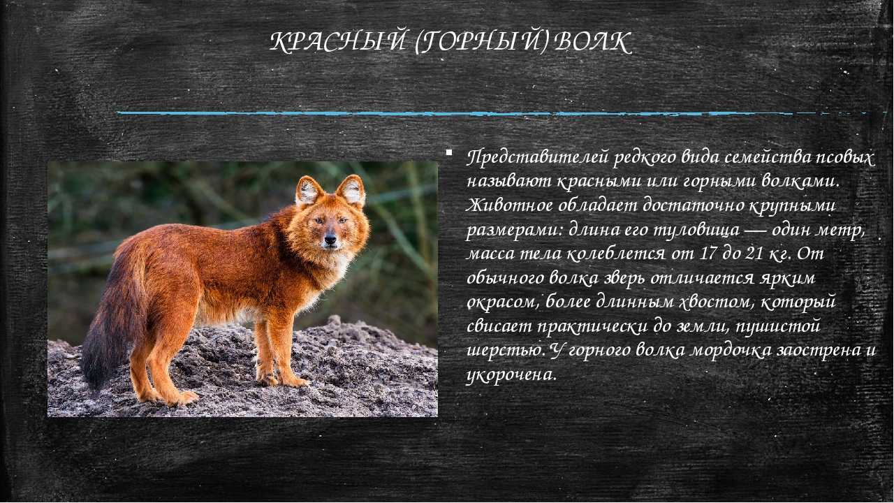 Волк -  информация, виды и породы, где живет, интересные факты