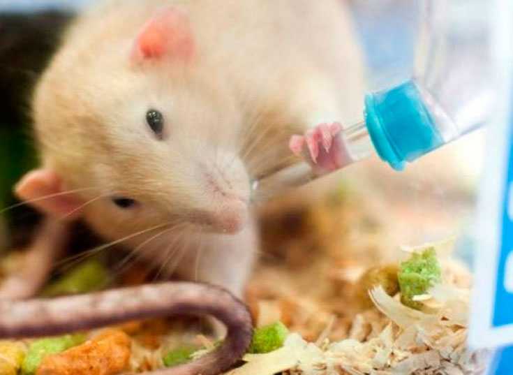 Что едят крысы: в домашних условиях и дикой природе