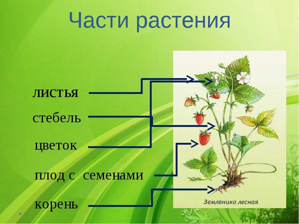 Части растения. Строение растения. Название частей растения. Строение органов растений.