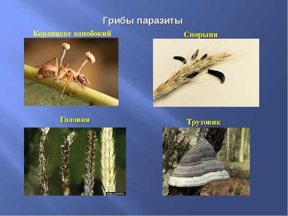Грибы-паразиты: представители, значение в природе (биология, 5 класс)