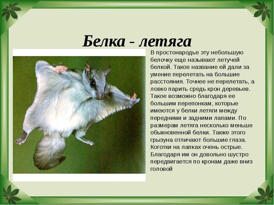 Белка-летяга — сообщение о животном лиственных лесов для 4 класса
