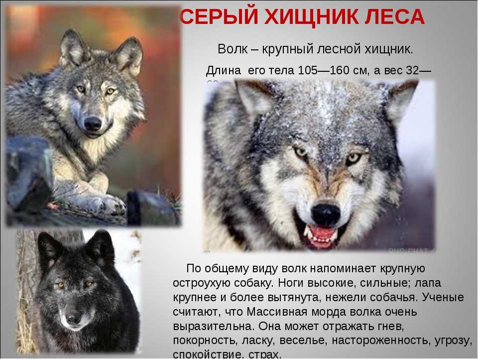 Волки: виды волков, описание, образ жизни, фото :: syl.ru