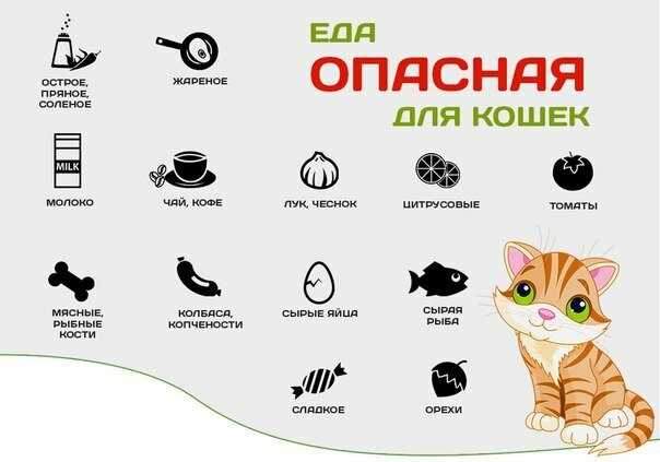 Можно ли кормить кошку сырым мясом и почему нельзя давать некоторые виды