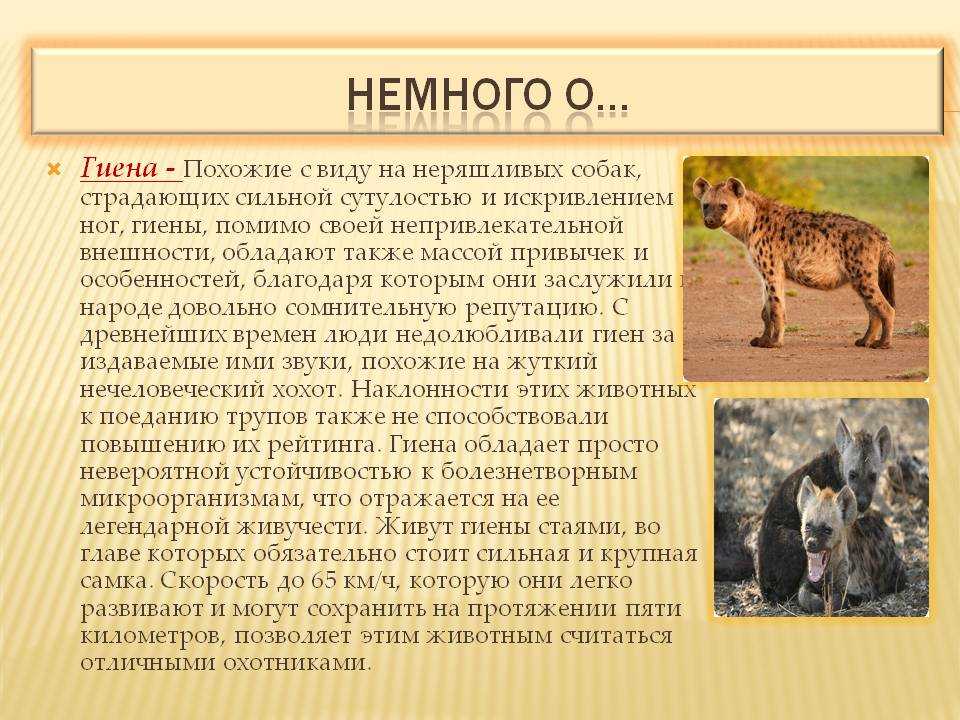 Животные саванны. описания, названия и особенности животных саванны