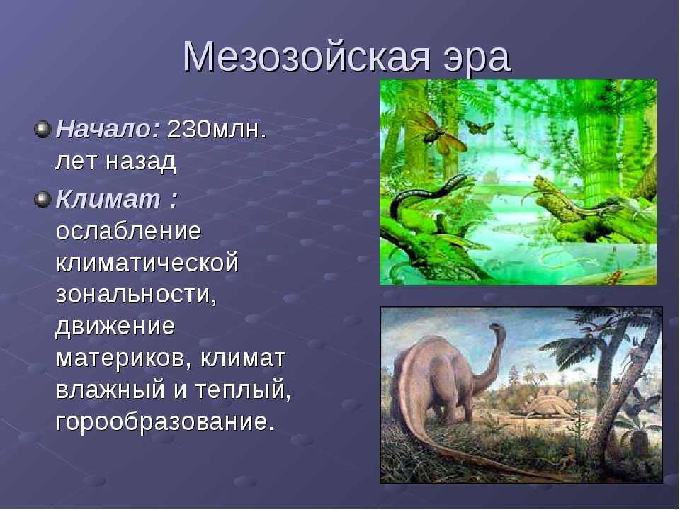 Мезозойская эра: периоды, ароморфозы, животные и растения
