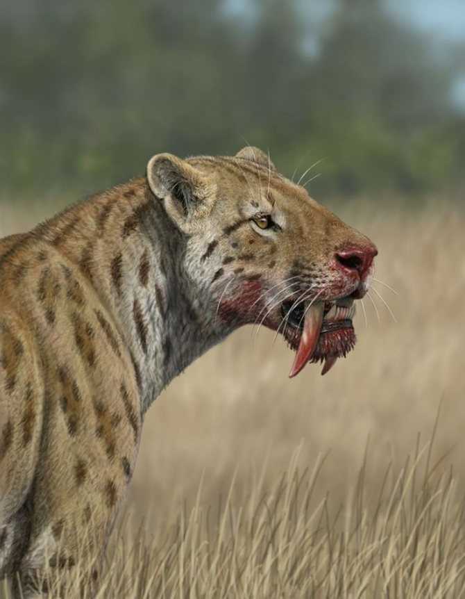 Саблезубый тигр или саблезубая кошка — эволюция рода, описание внешнего вида и образа жизни