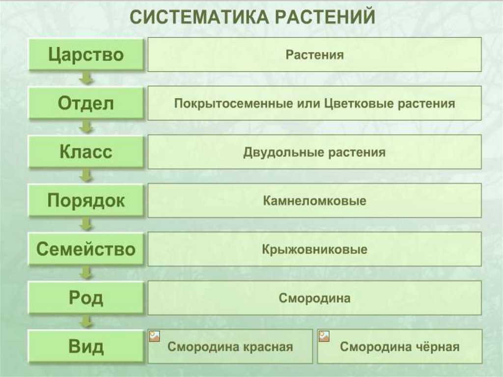 Отдел род вид растения. Симтиматиеа цпрсива рвстений. Систематика растений примеры. Систематика растений отделы. Систематика царства растений таблица.