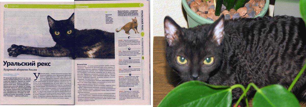 Кошка уральский рекс - фото, описание и характер породы