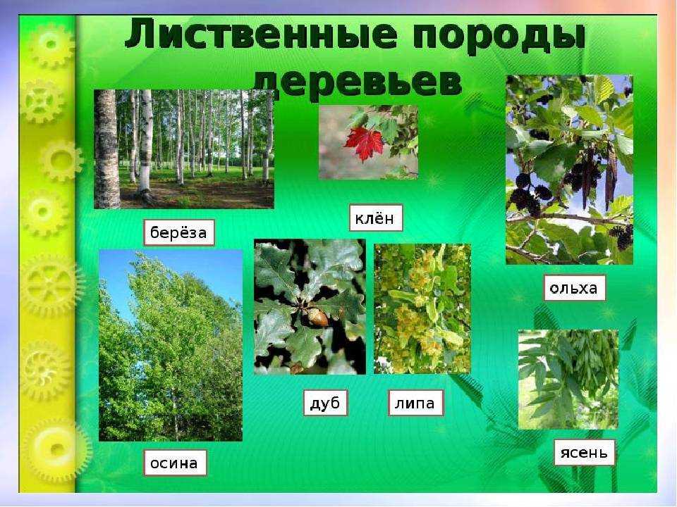 Лесные 🌿 растения со съедобными и несъедобными плодами | название + фото