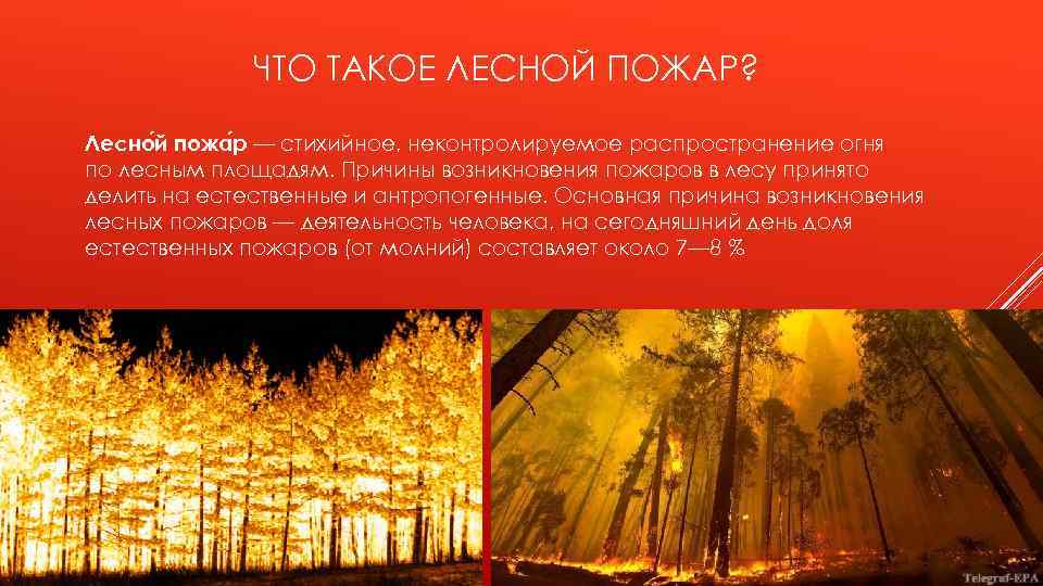 Почему возникают лесные пожары и как с ними борются