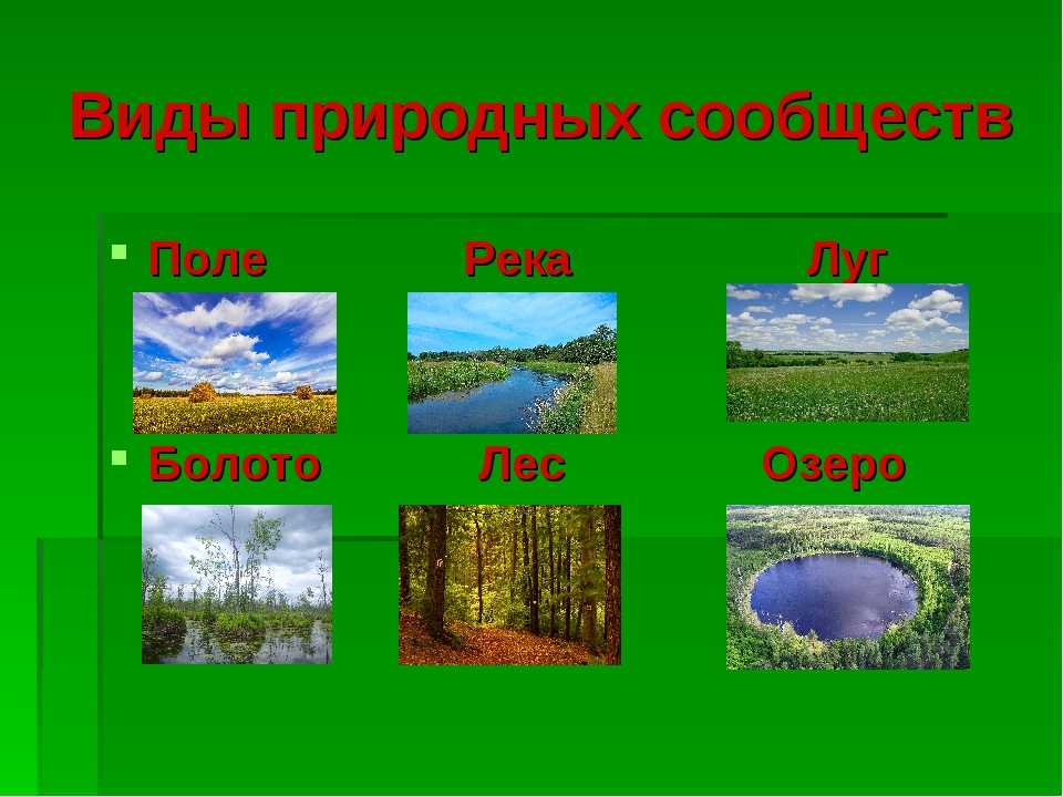 Примеры природных сообществ озеро. Картины с изображением природных сообществ. Название природного сообщества. Природное сообщество окружающий мир. Природные сообщества презентация.