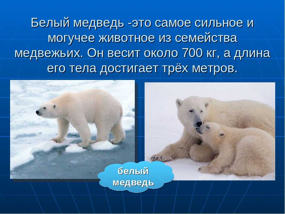Доклад на тему бурый медведь 1, 2, 3, 4, 5, 7, 8 класс