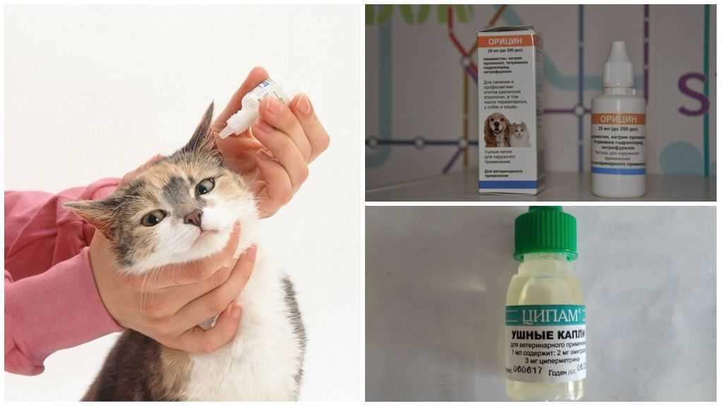 Ушные клещи у кошек: фото признаков и лечение — lapy-i-hvost