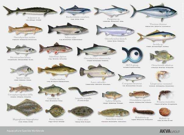 Весь список морской рыбы