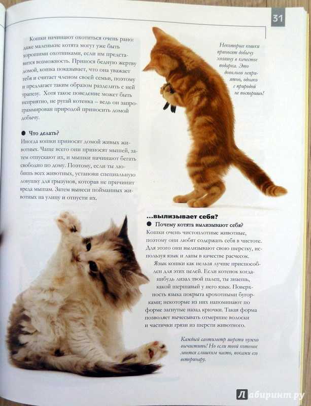 Как ухаживать за котенком без мамы: инструкция, что делать для котенка в домашних условиях