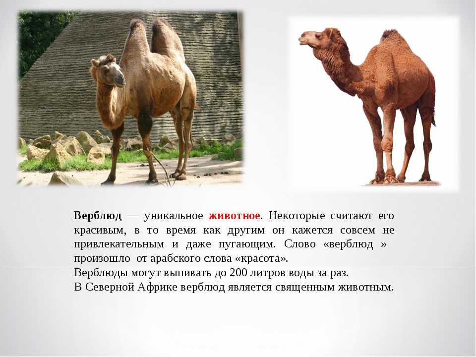 44 загадки про верблюда: изучаем животных весело