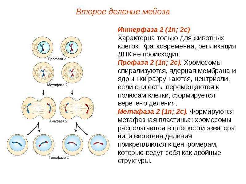 Клеточный цикл. деление клетки: митоз - фазы и биологическое значение