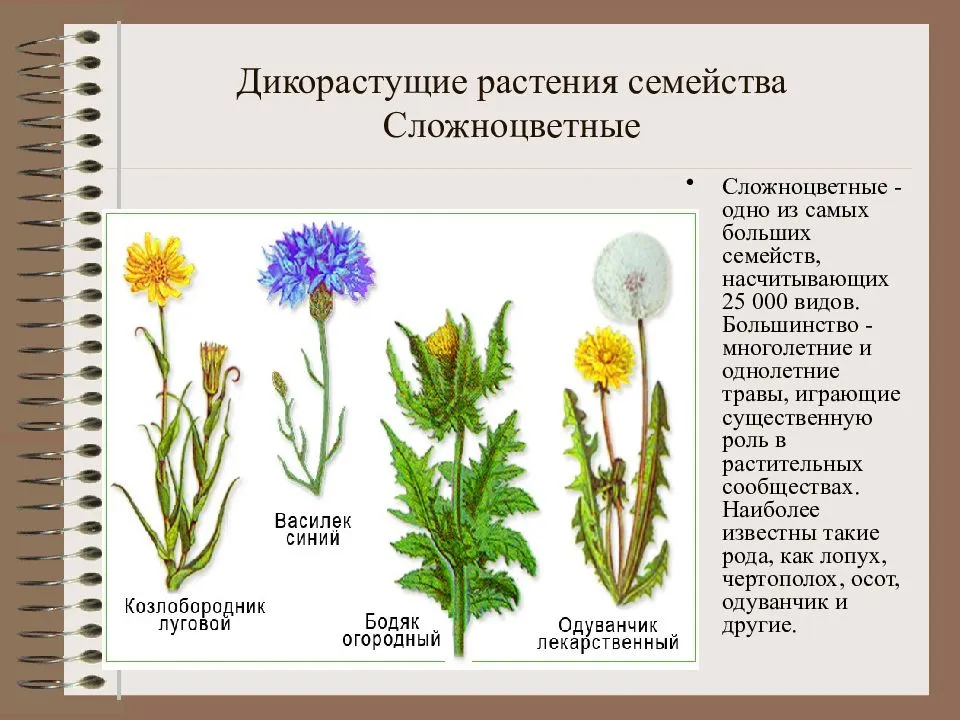 Дикорастущие растения - виды, примеры и классификация