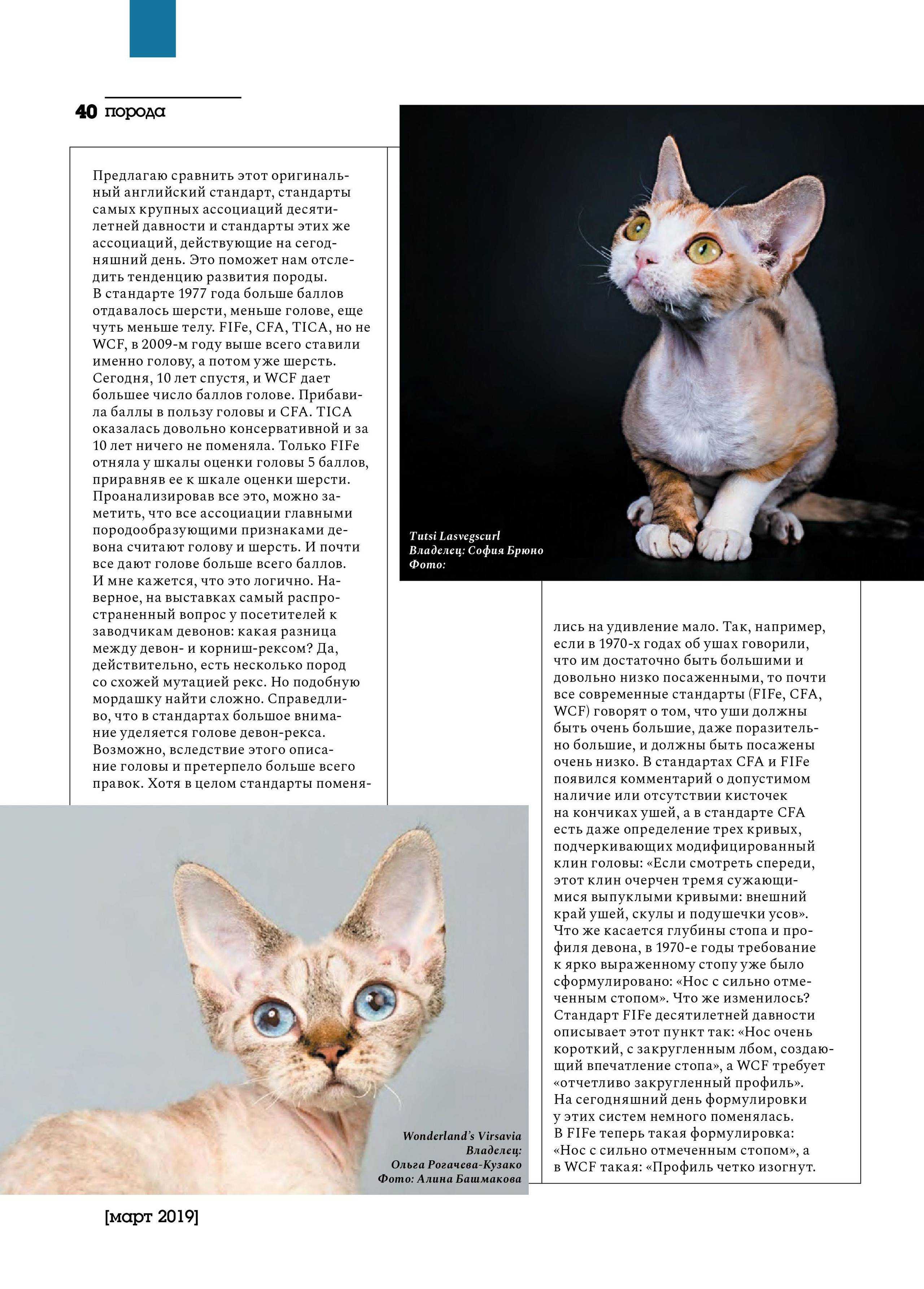 Кошки породы уральский рекс: описание, характер, советы по содержанию и уходу, фото