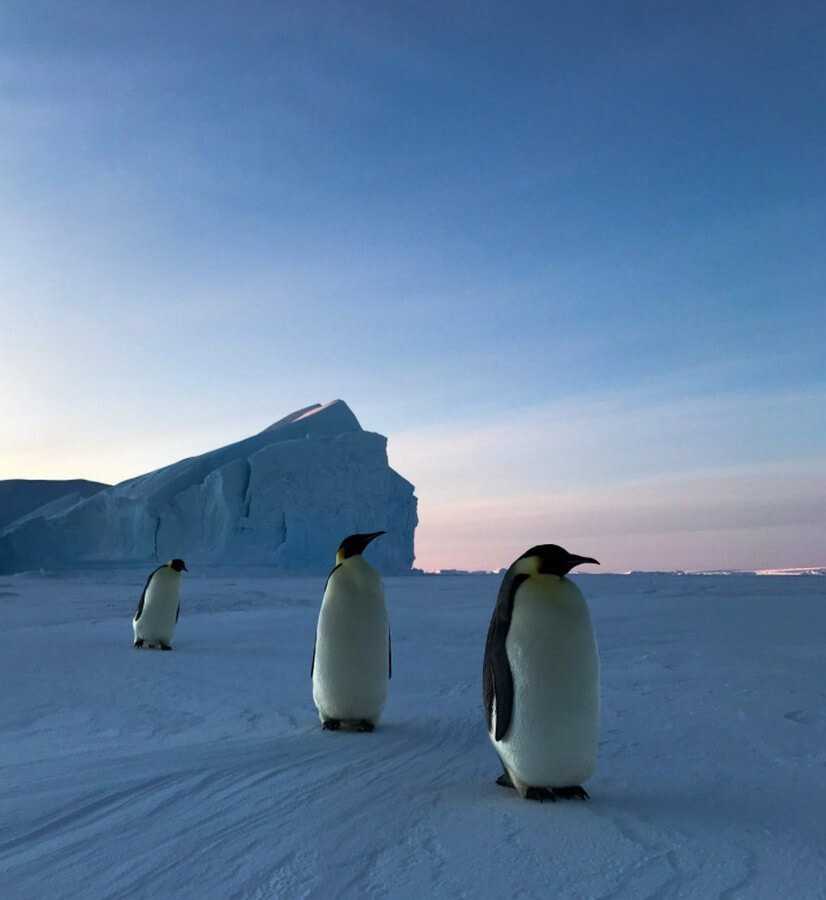 ОТВЕТ: Пингвины живут в Антарктиде, так как очень хорошо приспособлены к сильному холоду благодаря своим уникальным